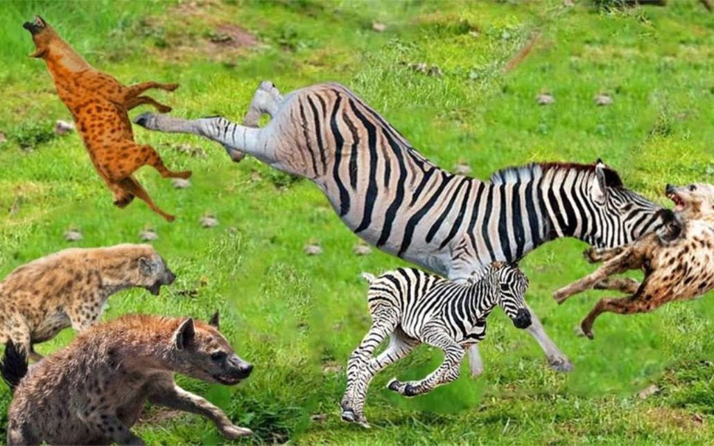 我的天啊斑马妈妈将斑马幼崽留给鬣狗的痛苦结局鬣狗对斑马
