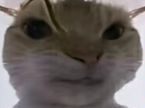 大头猫素材