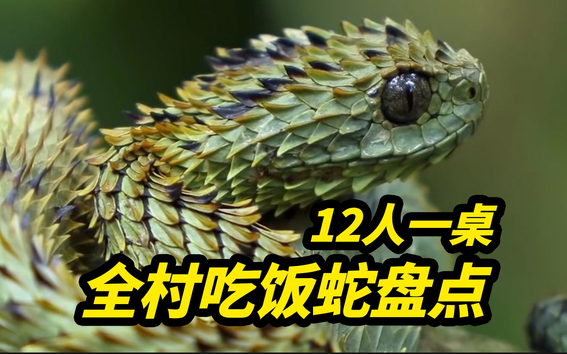 中文字幕翻译|全村吃饭蛇盘点