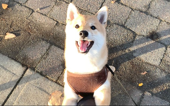 【haribo the shiba】【柴犬】遛弯vlog