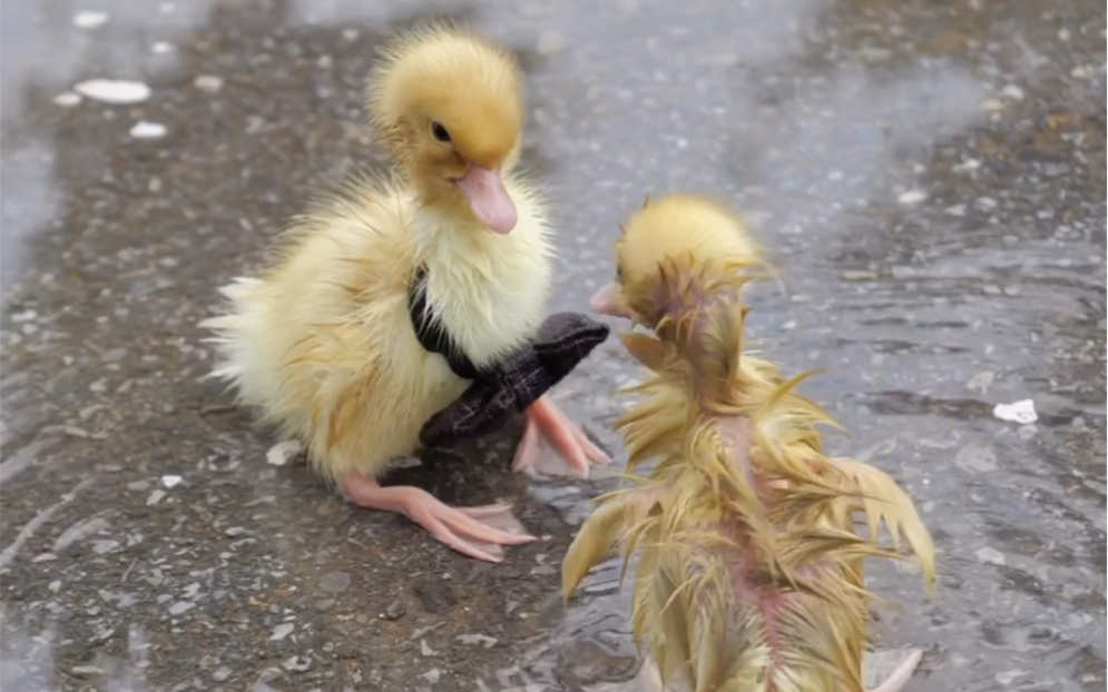 落汤鸭会感冒的_哔哩哔哩_bilibili