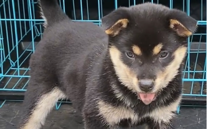 好漂亮的四眼鐵包金,品相比柴犬還好看,你們喜歡這樣的田園犬嗎