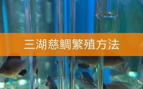 三湖慈鲷繁殖方法 三湖鱼哔哩哔哩bilibili