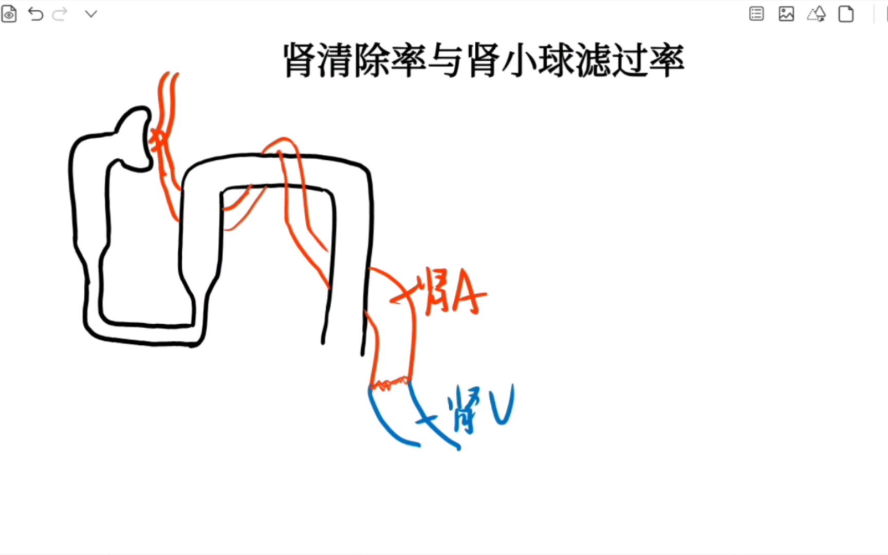 肾清除率与肾小球滤过率哔哩哔哩bilibili