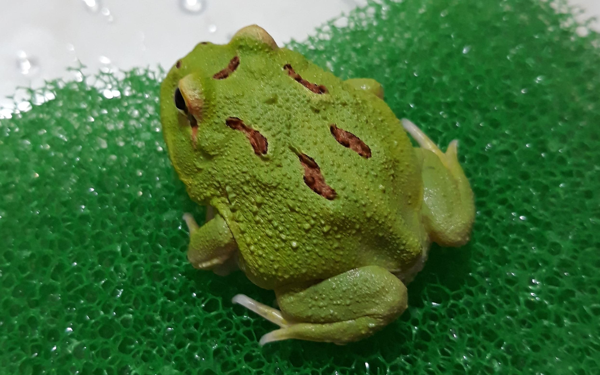 宇治金时角蛙图片