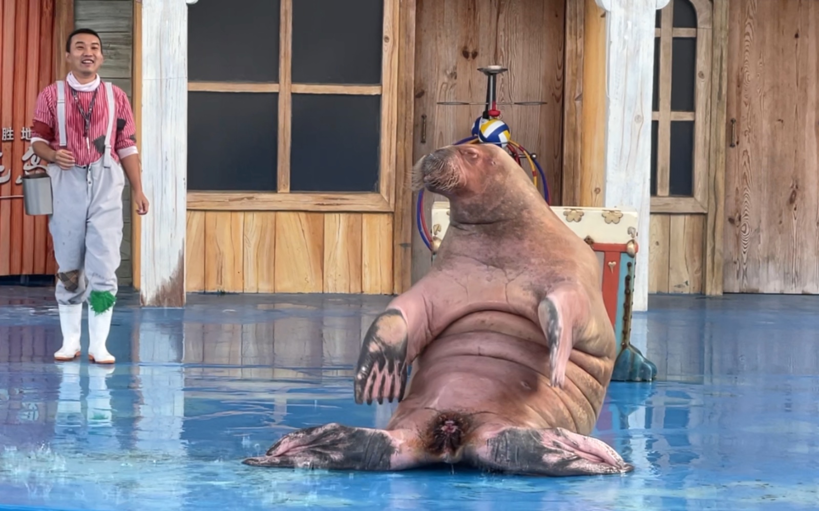 海南海花岛海洋世界的海象表演