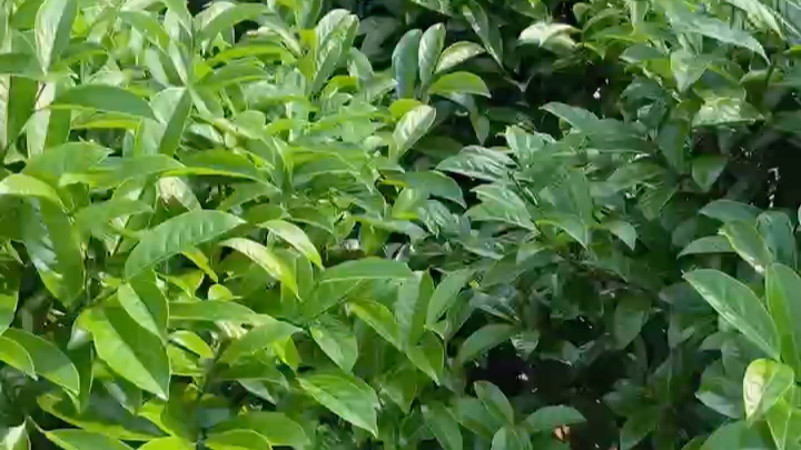 凤凰单丛 #鸭屎香 鸭屎香其实是银花香,因茶树种在"鸭屎土"(黄壤土)