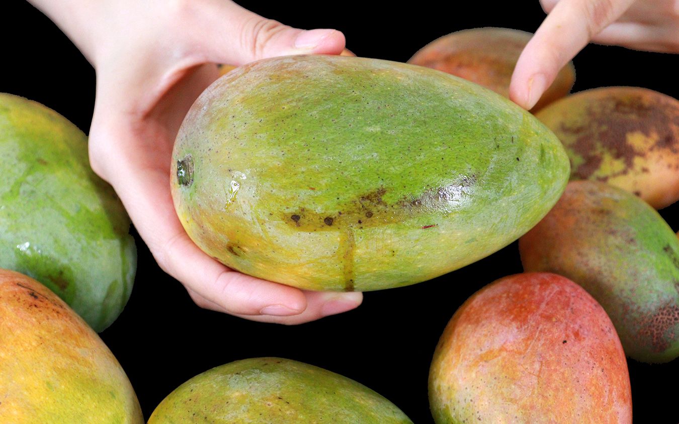 今天才知道,芒果催熟的正确方法,过一晚上就能吃,太管用了