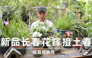 Descargar video: 新品长春花嫁接土春，提高抗病性不得茎腐病，而且还是多年生