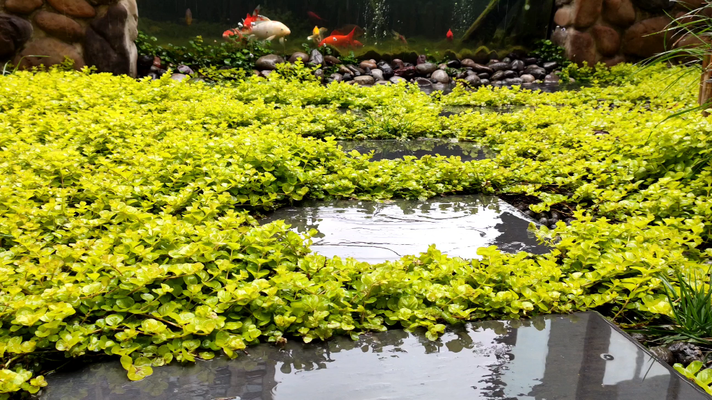 【花园种植】花园推荐的四种地被植物熊猫瑾、过路黄、铜钱草和虎耳草哔哩哔哩bilibili