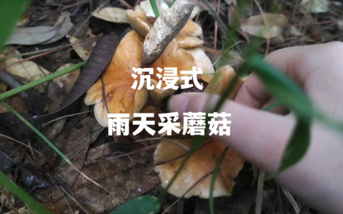 [图]雨天森林沉浸式采蘑菇挖竹笋