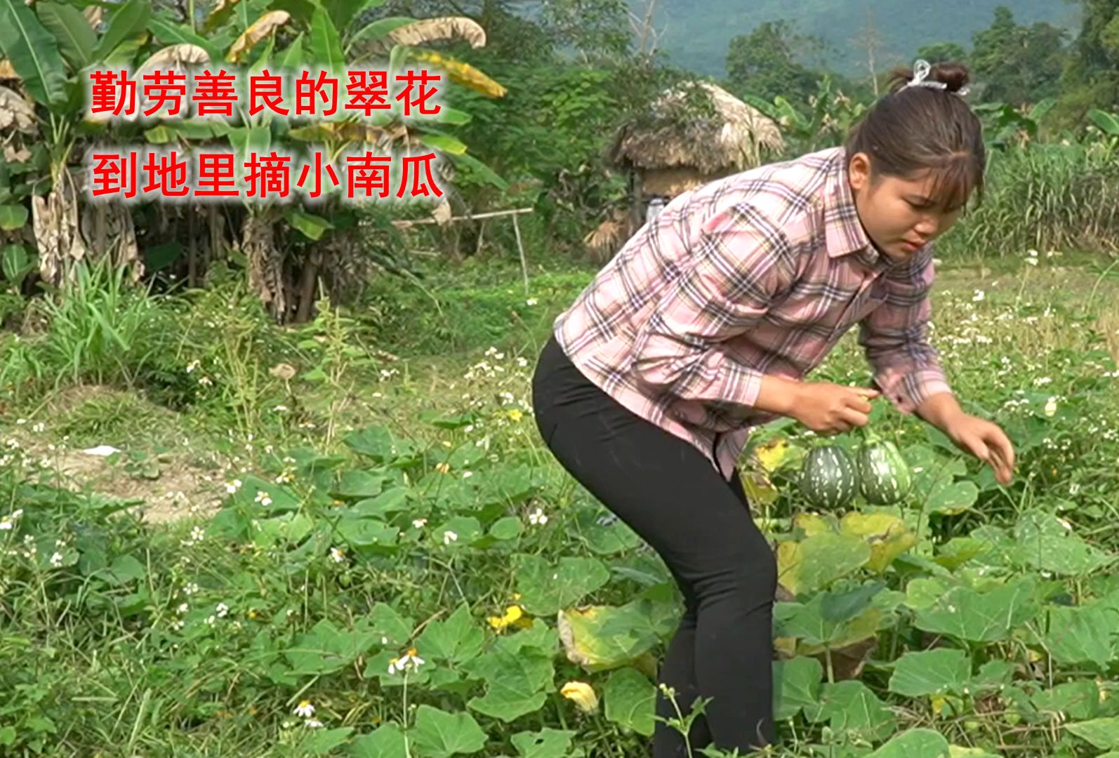 翠花到地里摘小南瓜,嫩绿嫩绿的,这样的南瓜应该挺好吃的吧哔哩哔哩bilibili