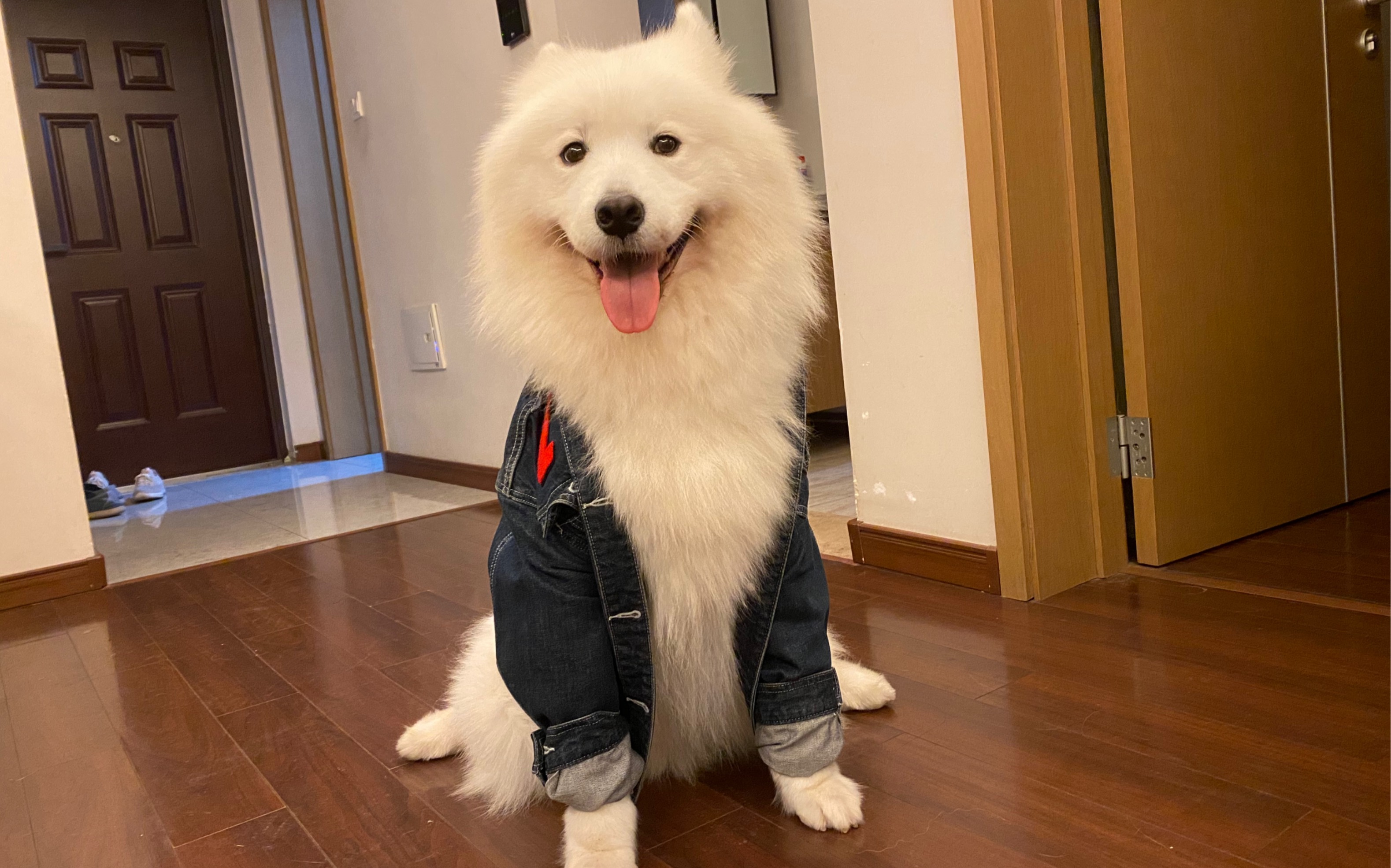 太帅气了吧!萨摩耶跟牛仔衣也太配了!