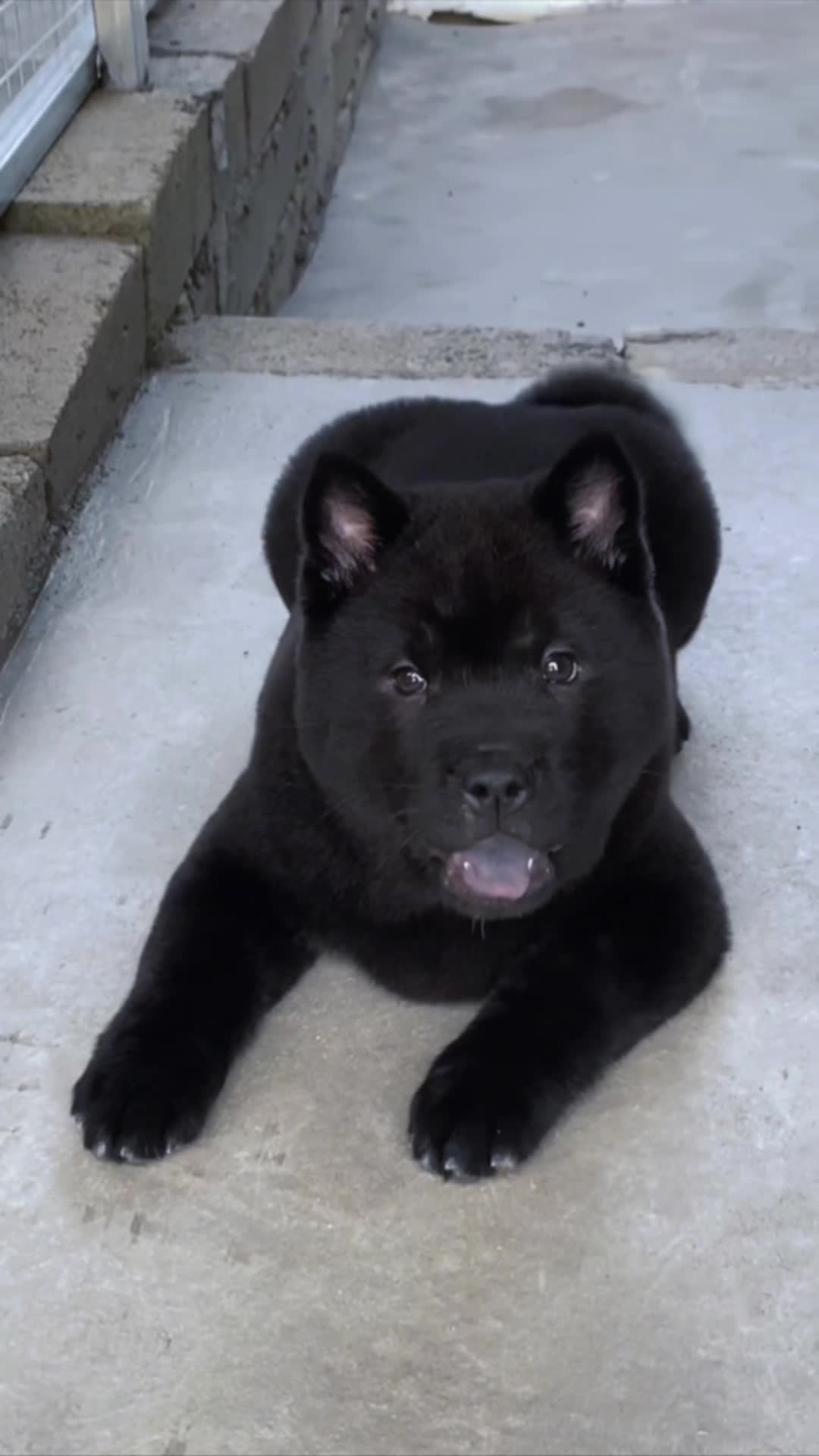 【五黑犬之家】视频已打包,欢迎围观!