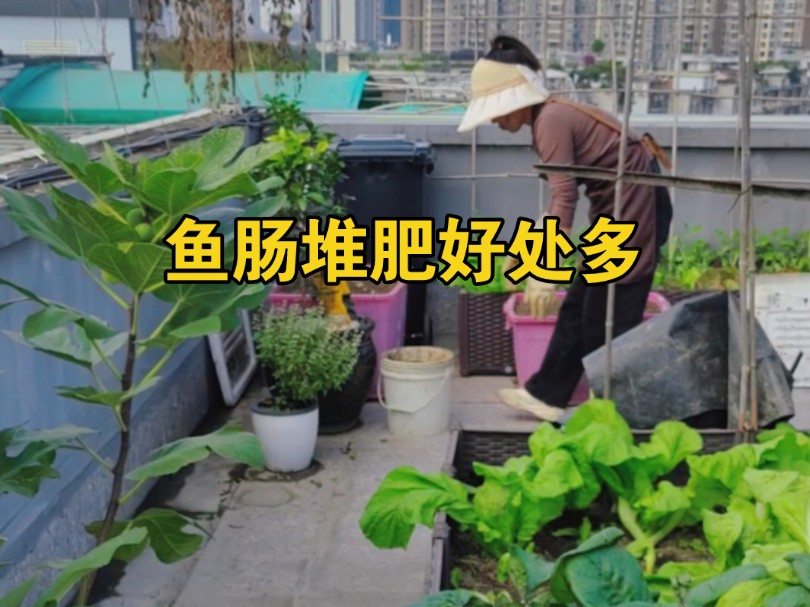 楼顶菜园连续两年用鱼肠 豆渣 油枯饼堆肥,植株长势强 挂果多.现在温度低堆肥还不易生虫,室外种植的朋友可以尝试一下.哔哩哔哩bilibili