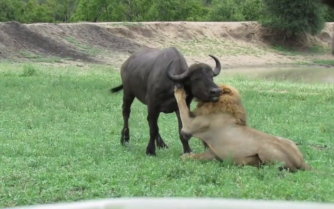狮子活吃水牛内脏图片