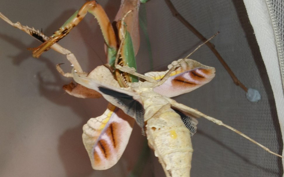 夺嫡菱背螳含泪吃下憋卵三角枯叶