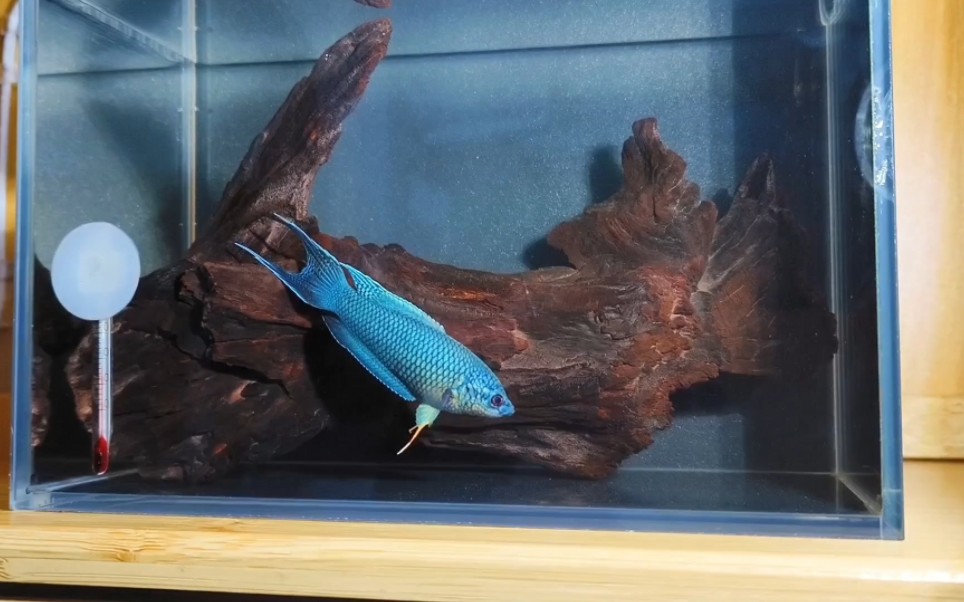 中国斗鱼无纹蓝记录!