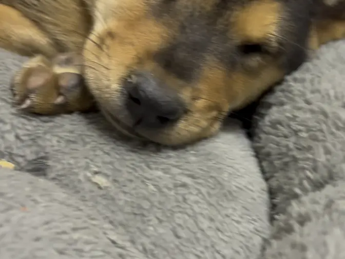 买到星期狗了