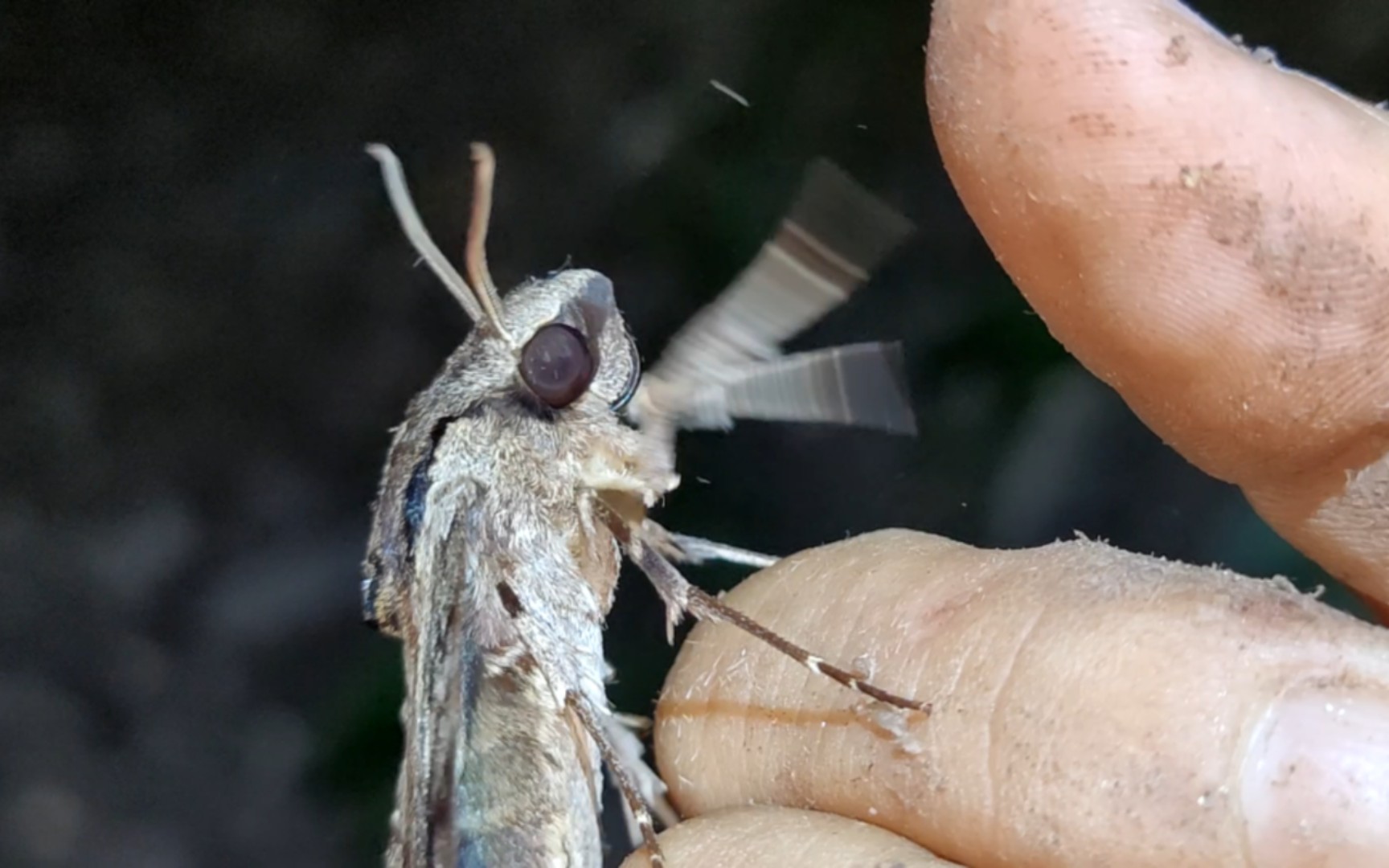 挼一挼就像小兔兔一样可爱(霜天蛾)