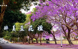 悉尼赏花jacaranda 蓝花楹 哔哩哔哩 Bilibili