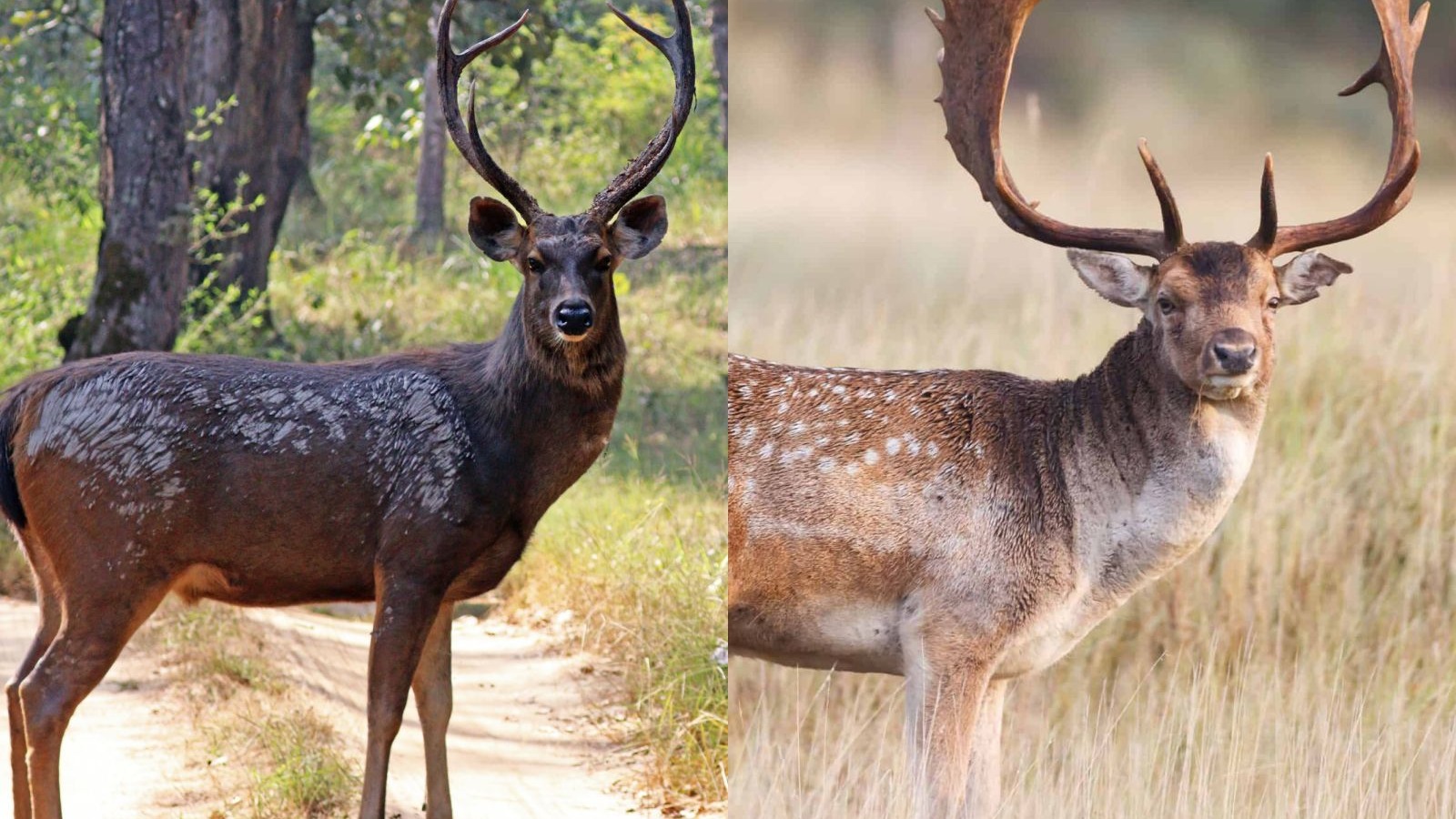 认识各种鹿之黇鹿,水鹿