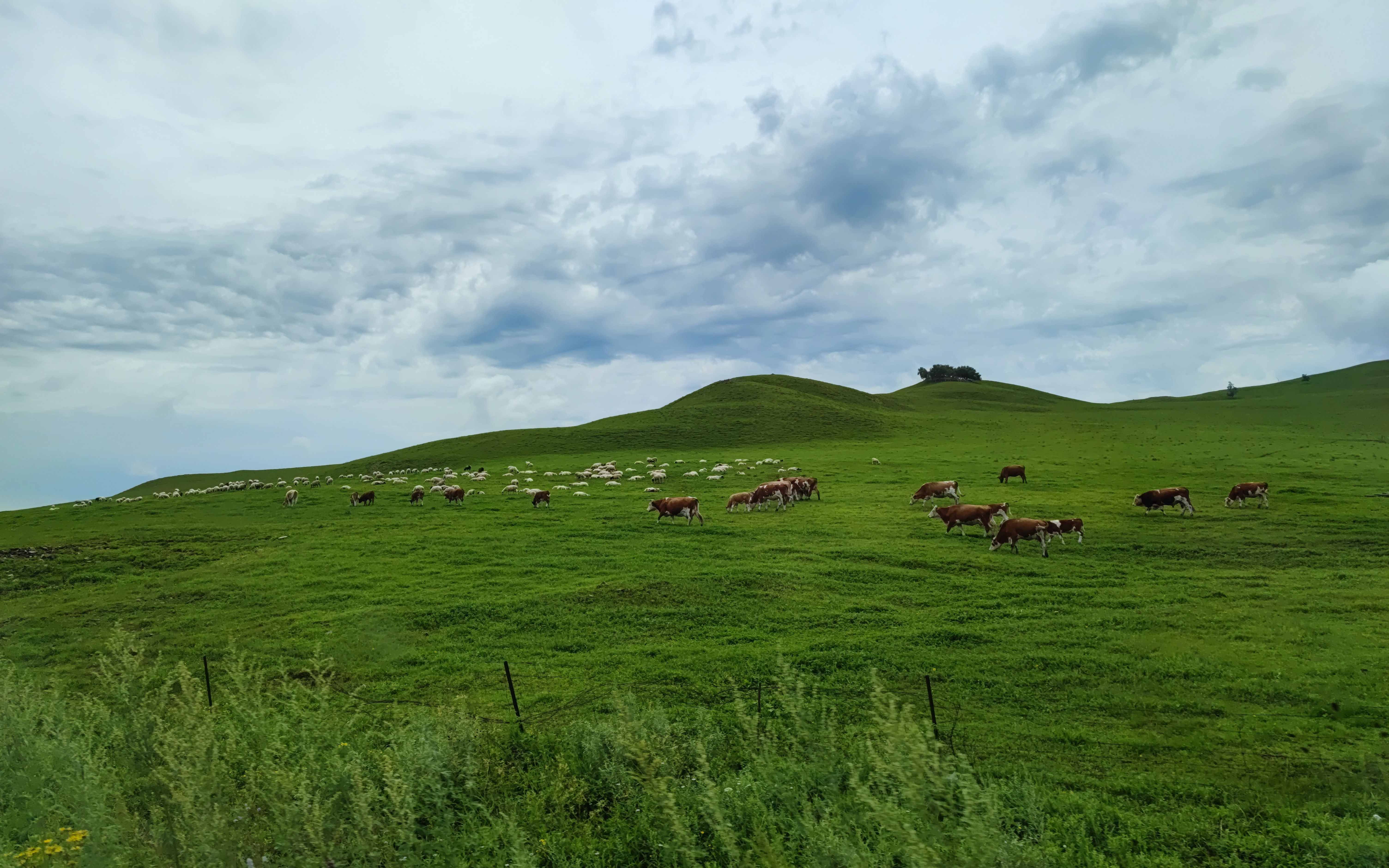 【大草原风景】兴安盟大草原_哔哩哔哩_bilibili