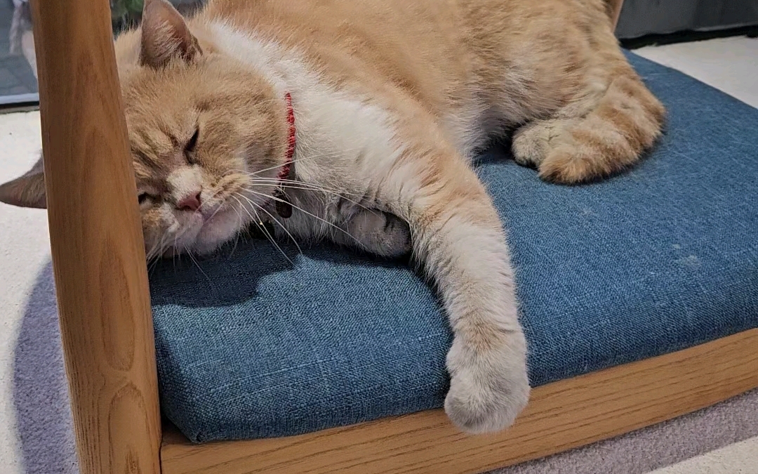 小猫也会emo,只是它不会发朋友圈