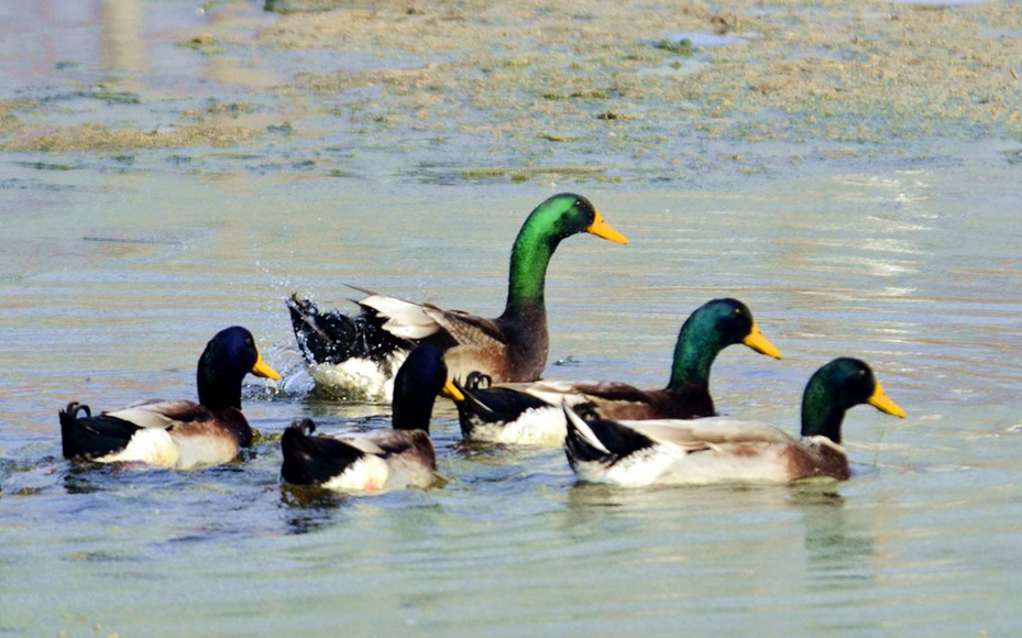 挪威鸭直播录像4.27 我身上有一片草原