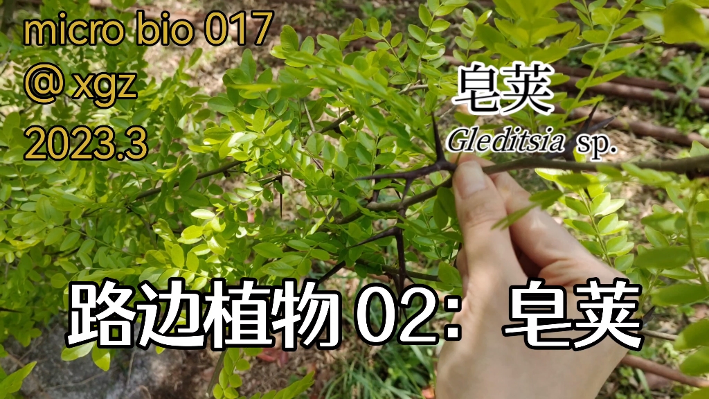 【micro bio17路边植物】皂荚哔哩哔哩bilibili