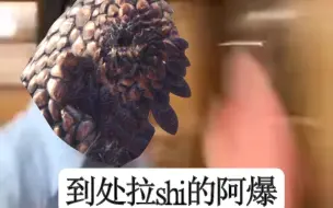 下载视频: （mhw）当你准备狩猎