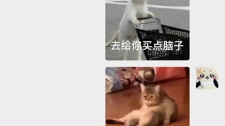 猫猫表情包哔哩哔哩bilibili