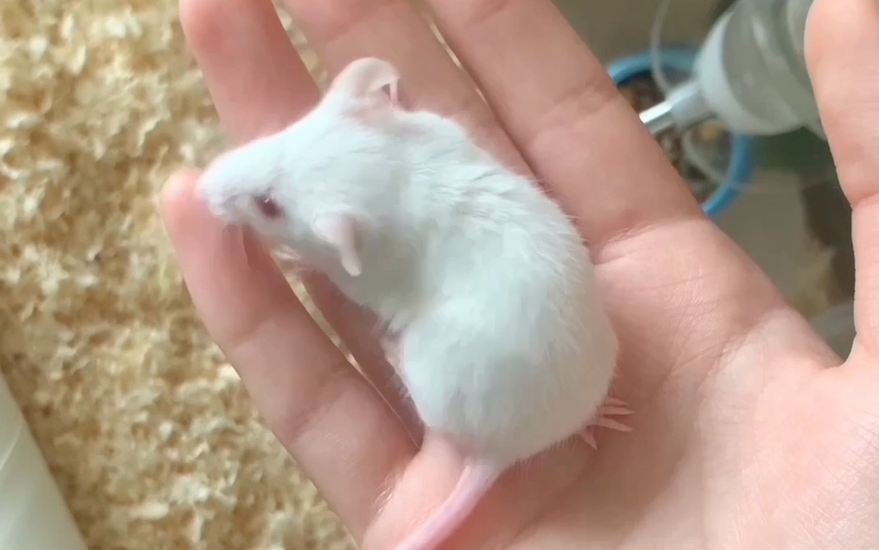 发发我的宠物小白鼠