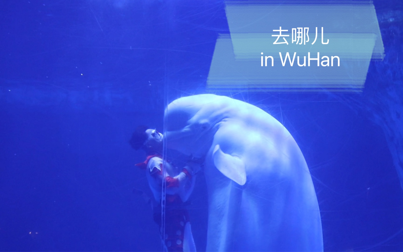 武汉极地海洋馆|白鲸之恋|坚贞不渝