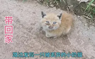 Download Video: 救助路边一只被丢弃小奶猫、带回家洗洗漂亮了、幸福来的太突然