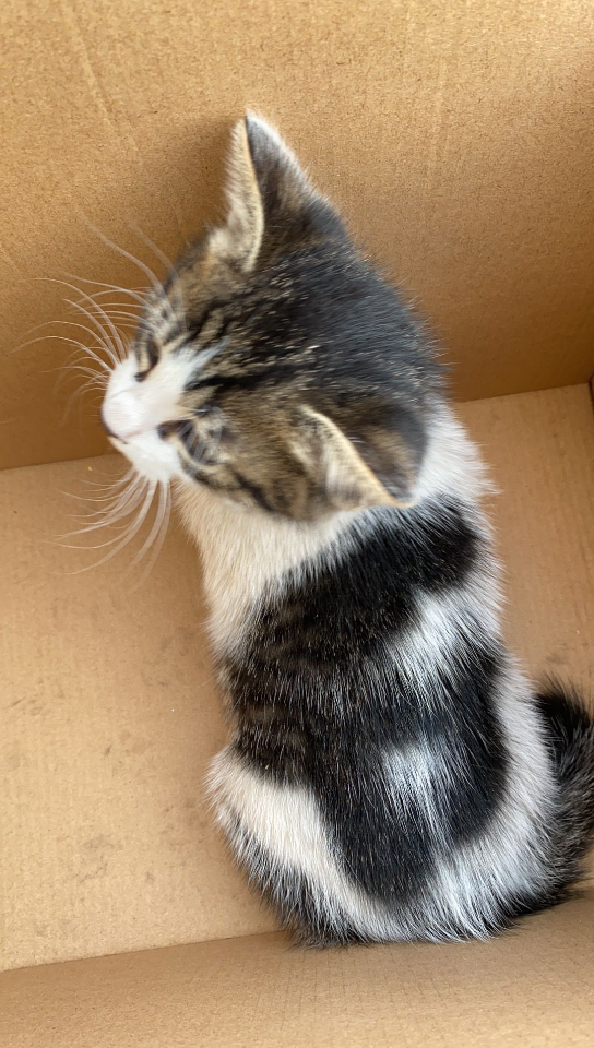 小猫咪后背的花纹是个6呀!