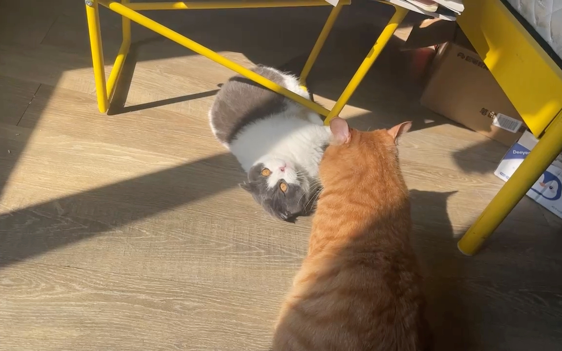 短腿猪大招霸道橘