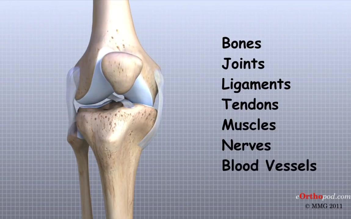 膝关节解剖结构哔哩哔哩bilibili