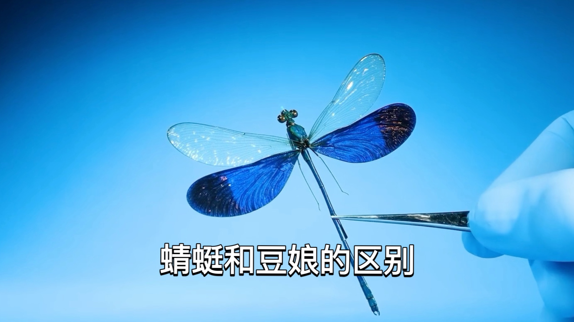 看了这个视频，你能分得清豆娘和蜻蜓了吗