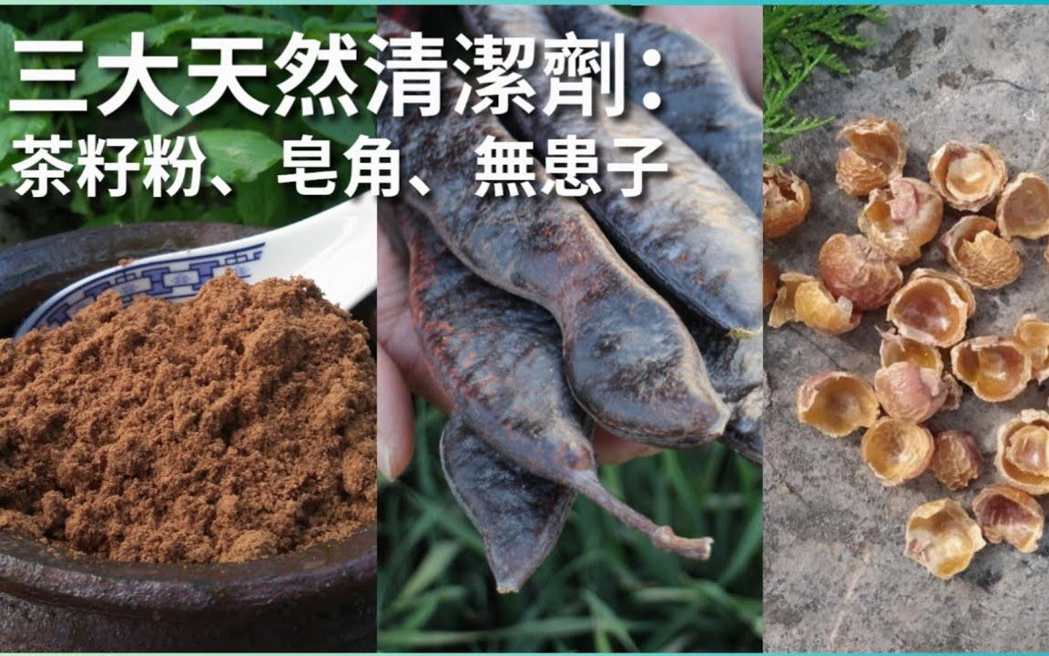 黑皂角籽的功效(黑皂角籽:祛痘淡斑,美白抗衰老的天然佳品)