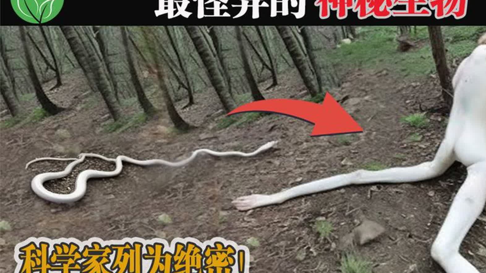 地球上最怪异的15种神秘生物,是你从未见过的物种!