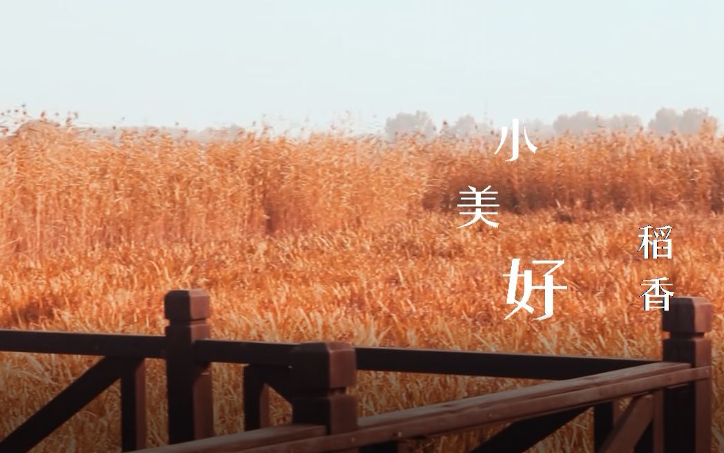 [图]MV | Tongzhou Canal Forest Park《小美好·稻香》取景芦苇荡