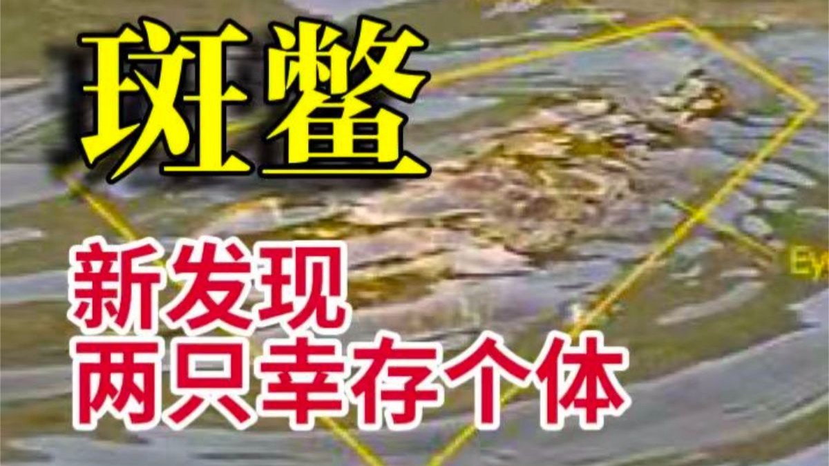全球仅存2只的最珍稀动物斑鳖，新发现两只幸存个体
