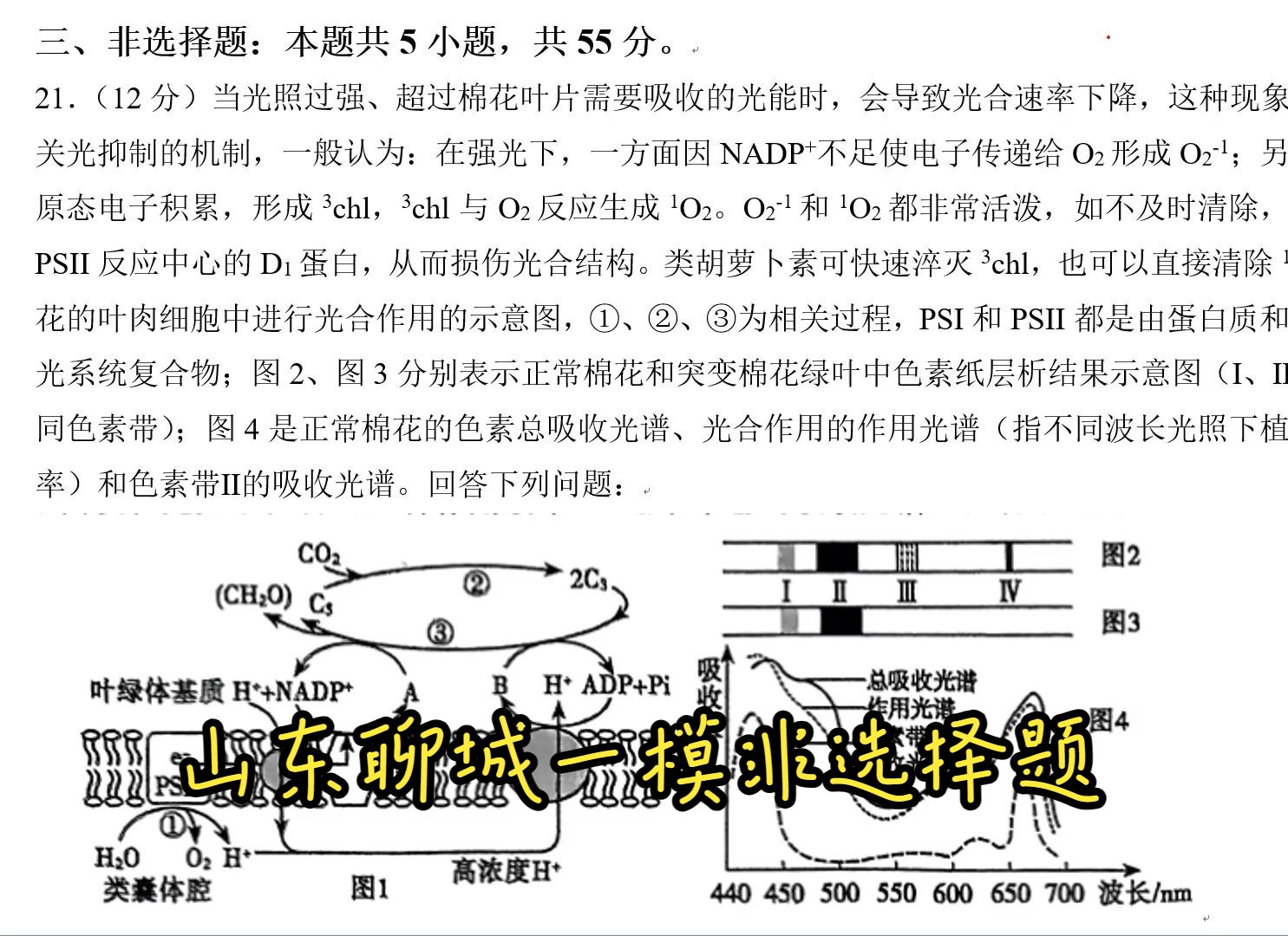 2024届山东省聊城市高三一模生物非选择题(三基因连锁;易错pcr)哔哩哔哩bilibili