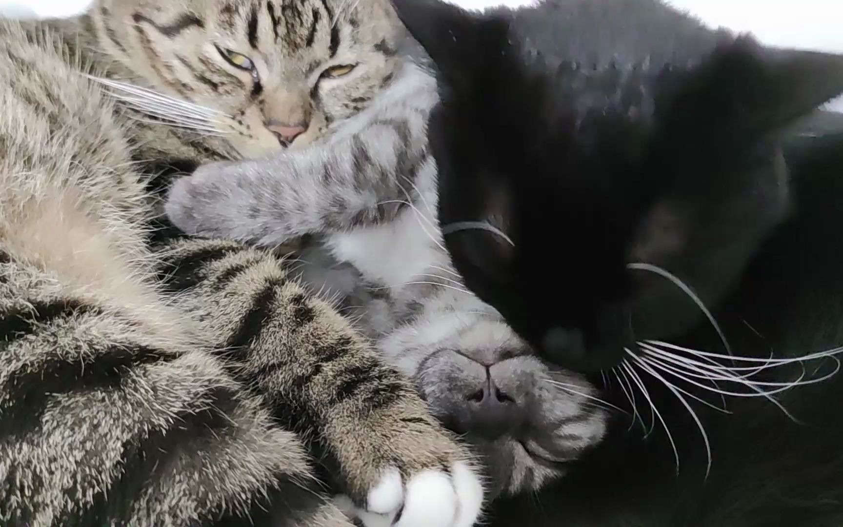 狸花猫和奶牛猫生出的孩子