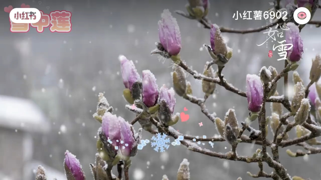 [图]《雪中莲》邓丽君经典歌曲