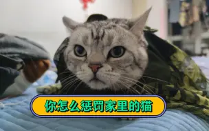 Download Video: 你一般怎么惩罚家里的猫！