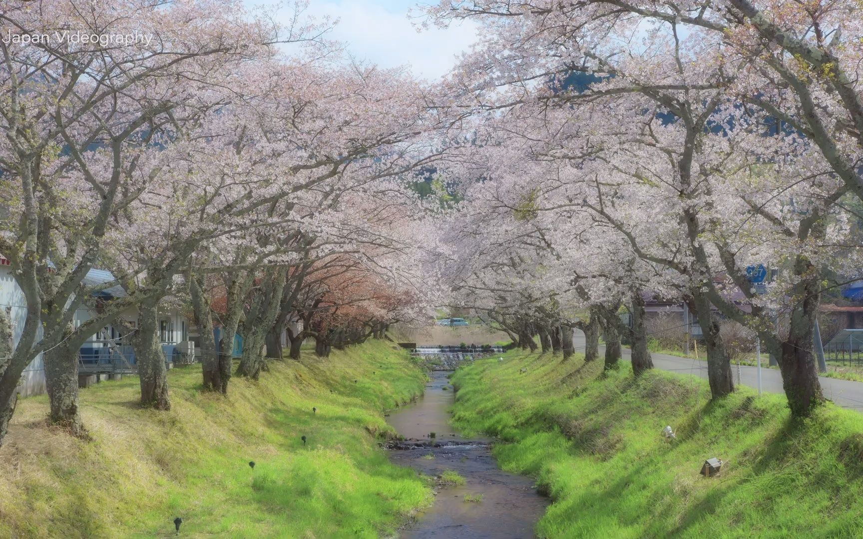 [图]【日本巡礼-04.宮城県】春の鳴子川渡温泉 | 菜の花と桜の風景| Kawatabi Onsen Cherry Blossoms & Canola Flower