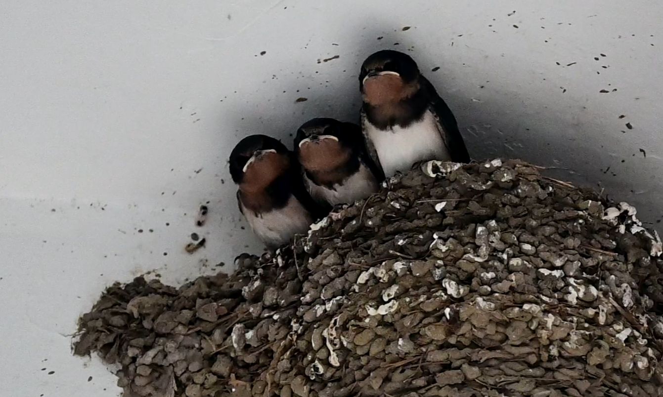 【家燕】快出窝的小燕子,太可爱辣!