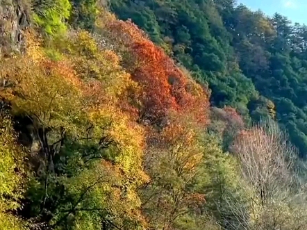 有时候风景是一种心情,有时候心情是一种风景,愿你心中有风景,所见皆美好…美好的风景永远在路上#黄柏塬#旅行推荐官#旅行大玩家#宛如世界尽头的纯...